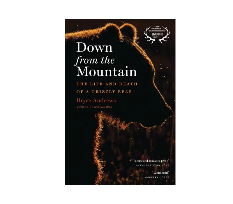 Down From The Mountain: A Grizzly Bear’S Life And Legacy 1