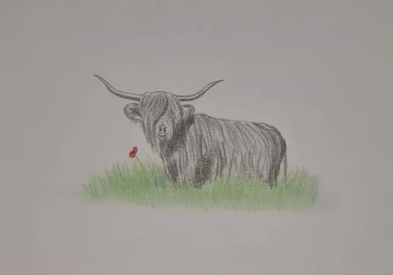Original Polychromo Artwork U519: 'Highland Coo #19' 1