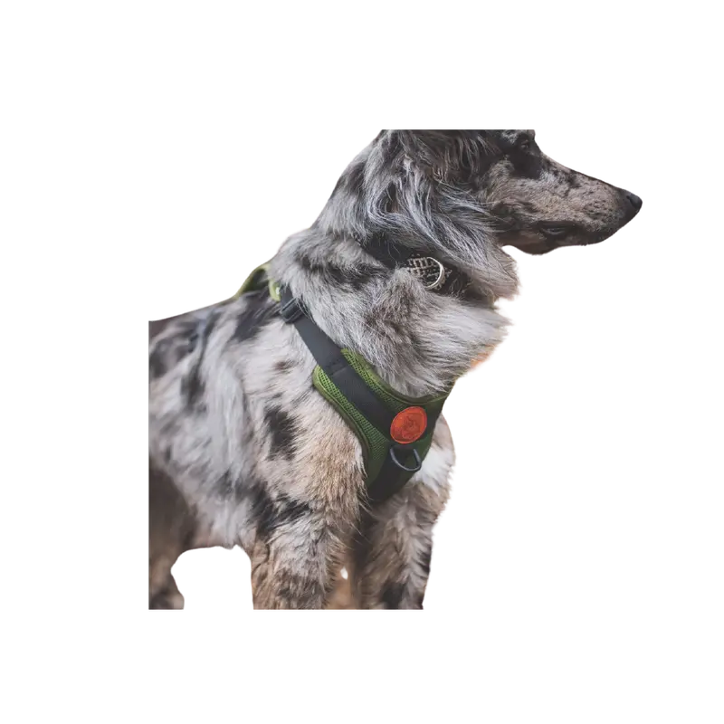 Wilderdog Adjustable Padded Dog Harness 1